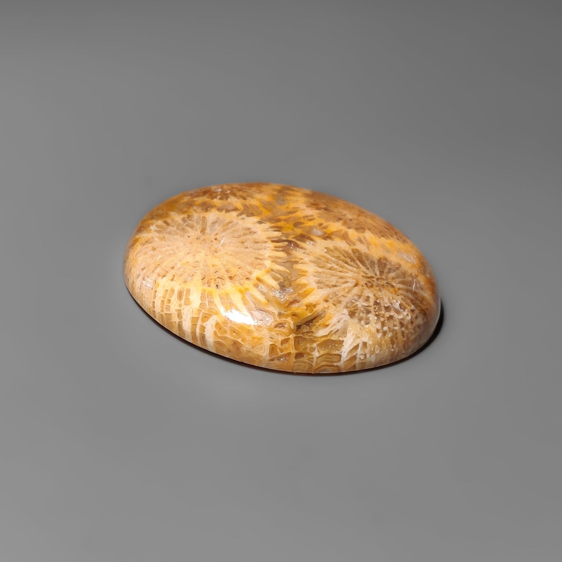 Fossil Coral