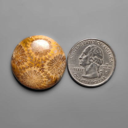 Fossil Coral