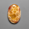 Fossil Coral
