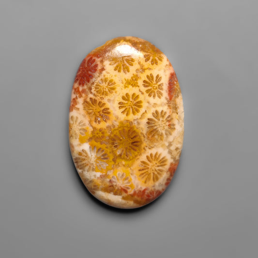 Fossil Coral