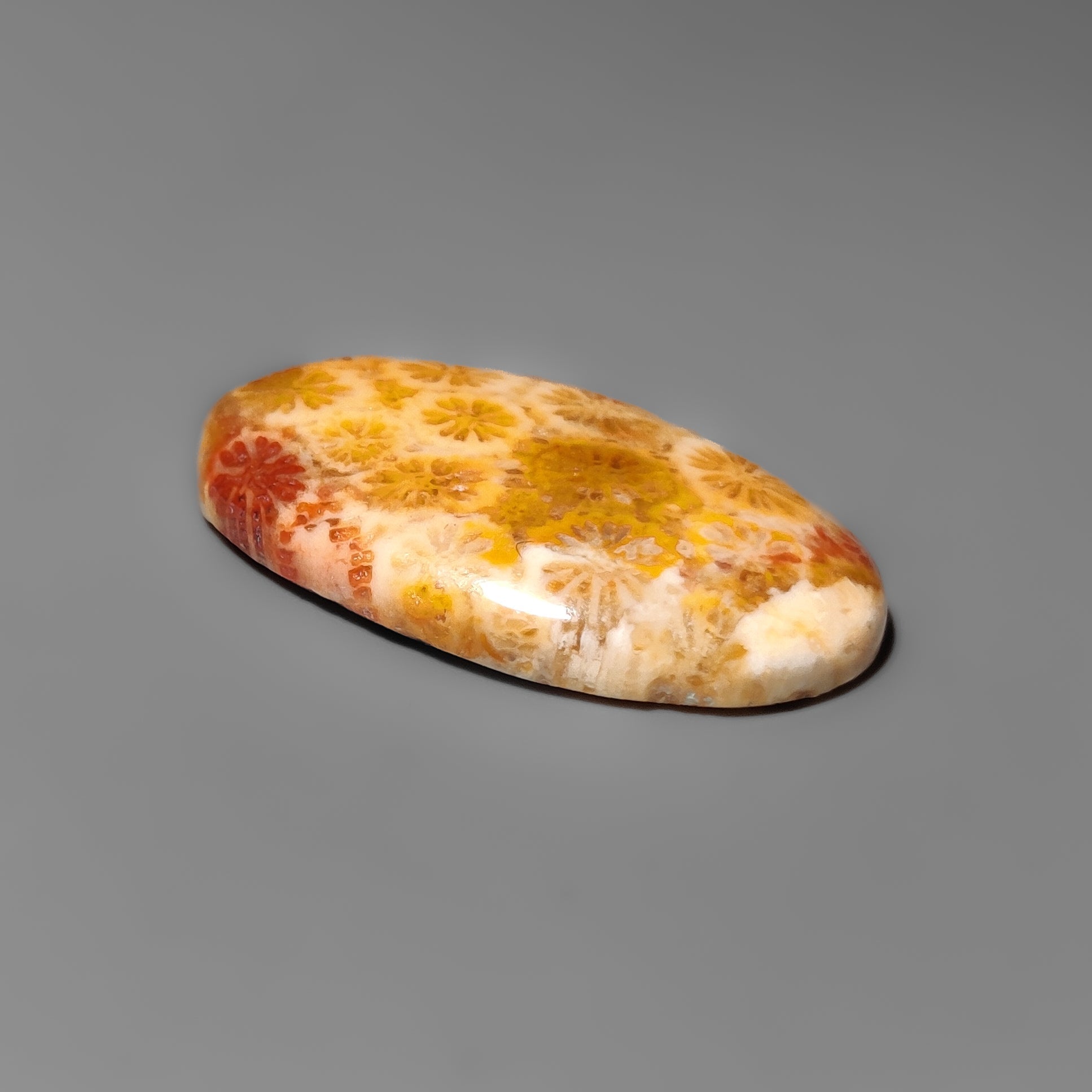 Fossil Coral