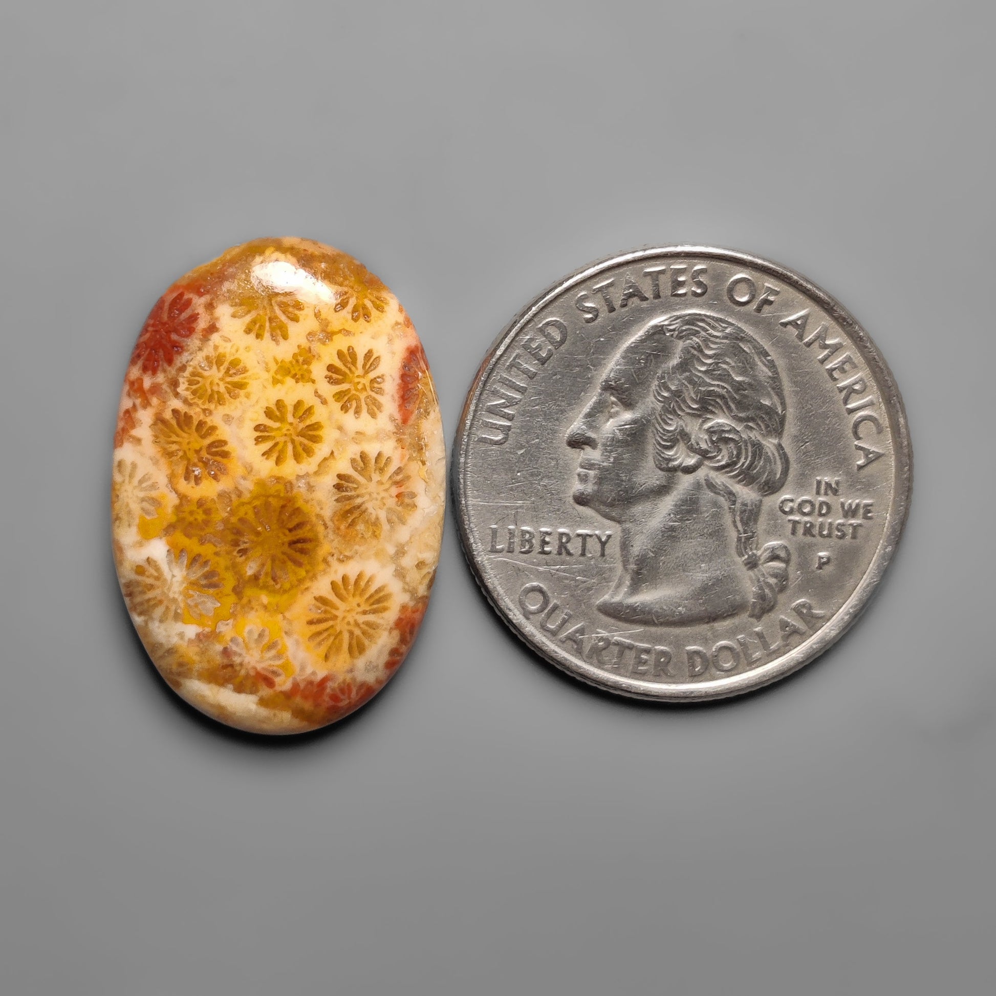 Fossil Coral