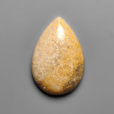 Fossil Coral