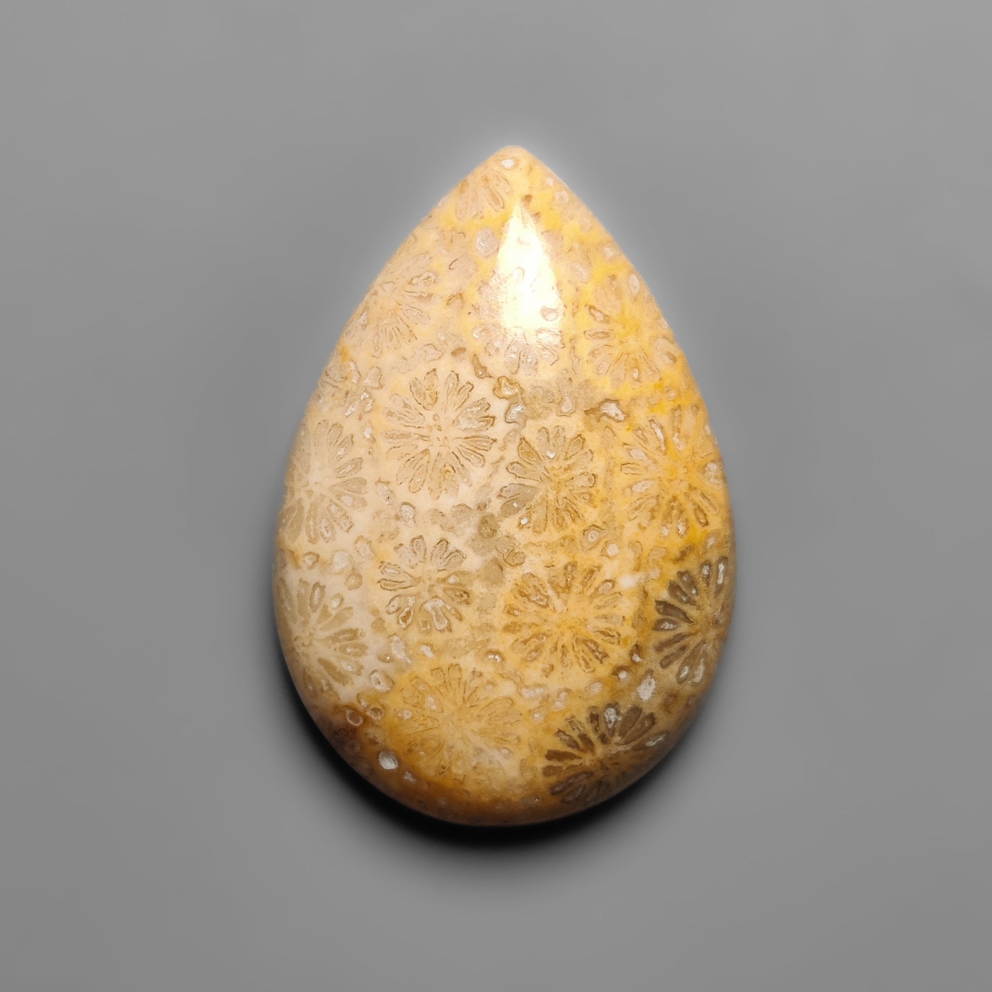 Fossil Coral