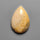 Fossil Coral