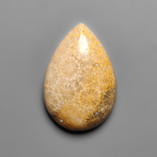 Fossil Coral