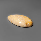 Fossil Coral