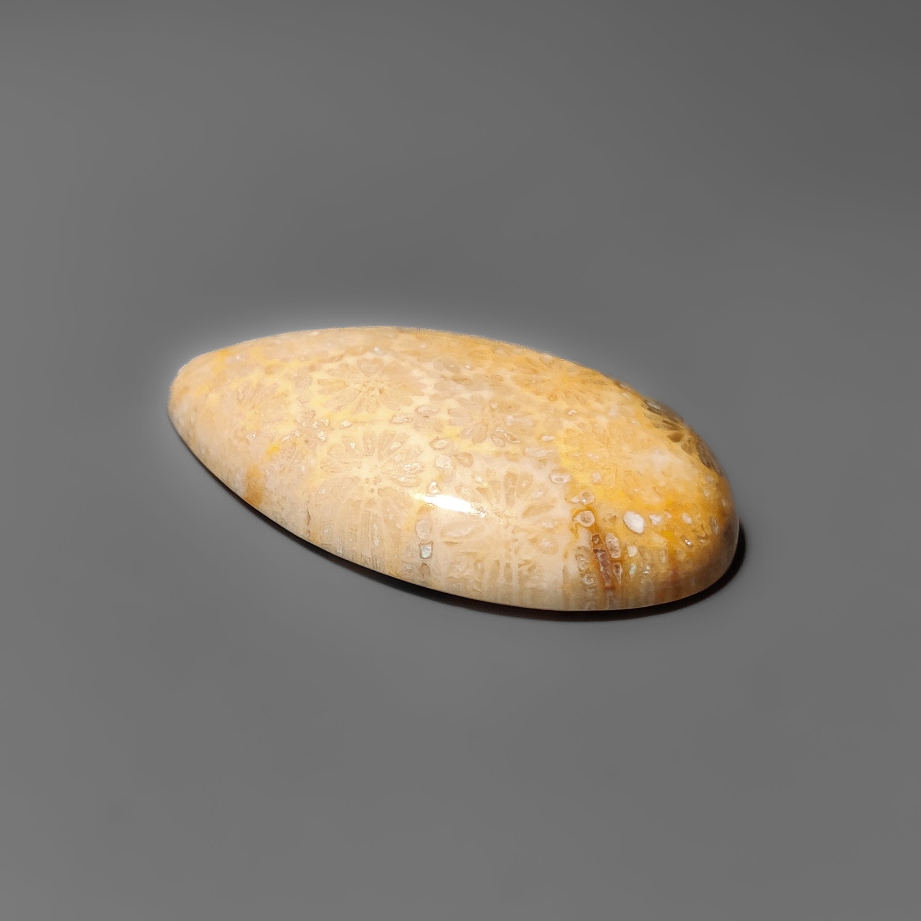 Fossil Coral