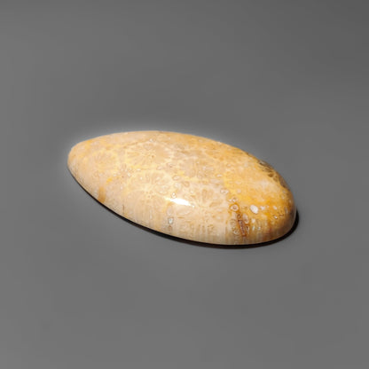 Fossil Coral