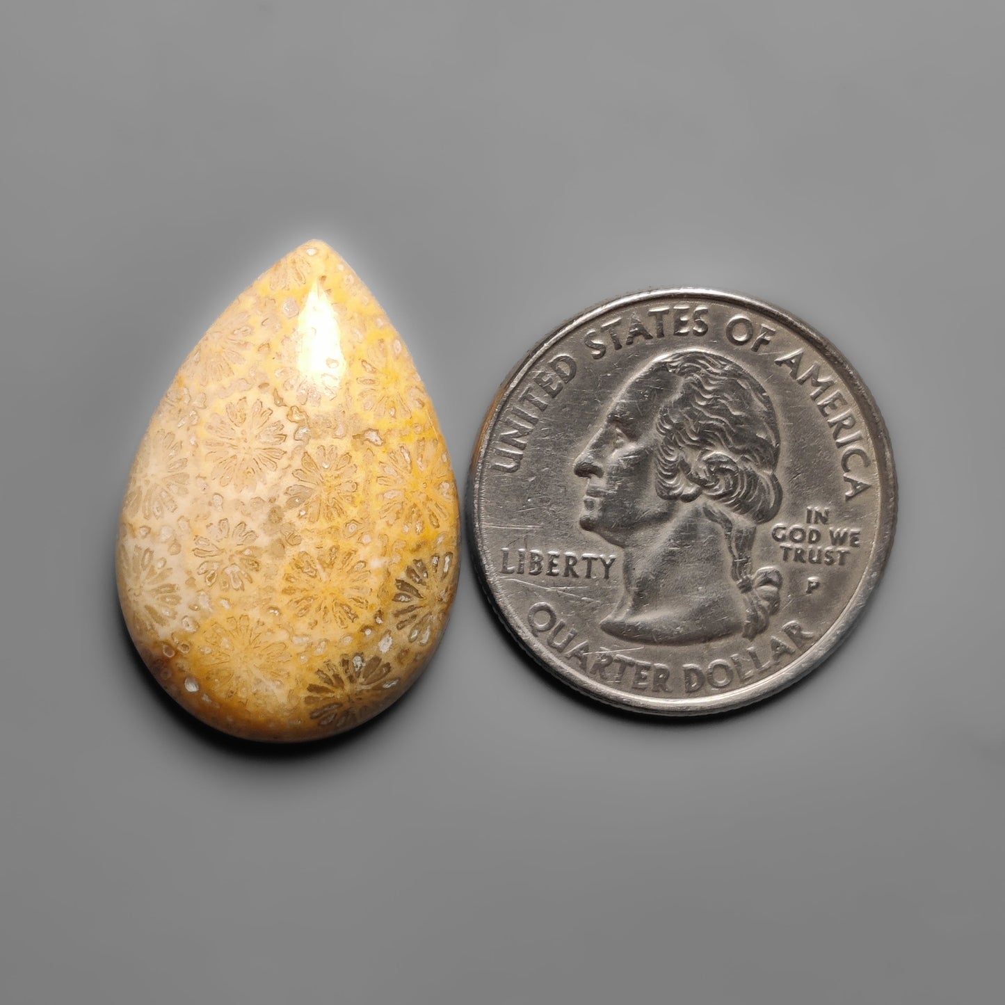 Fossil Coral