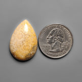 Fossil Coral