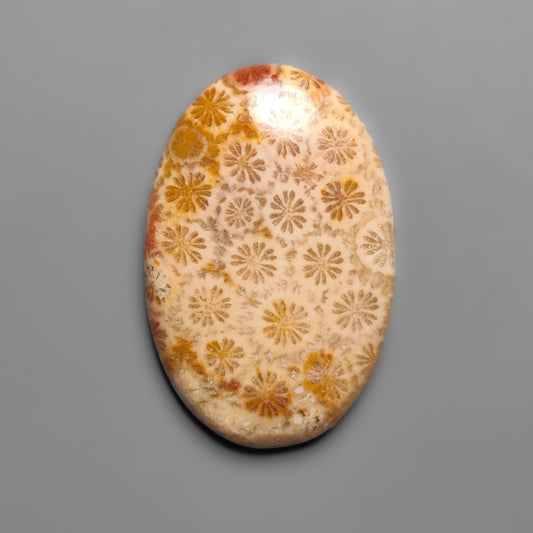 Fossil Coral