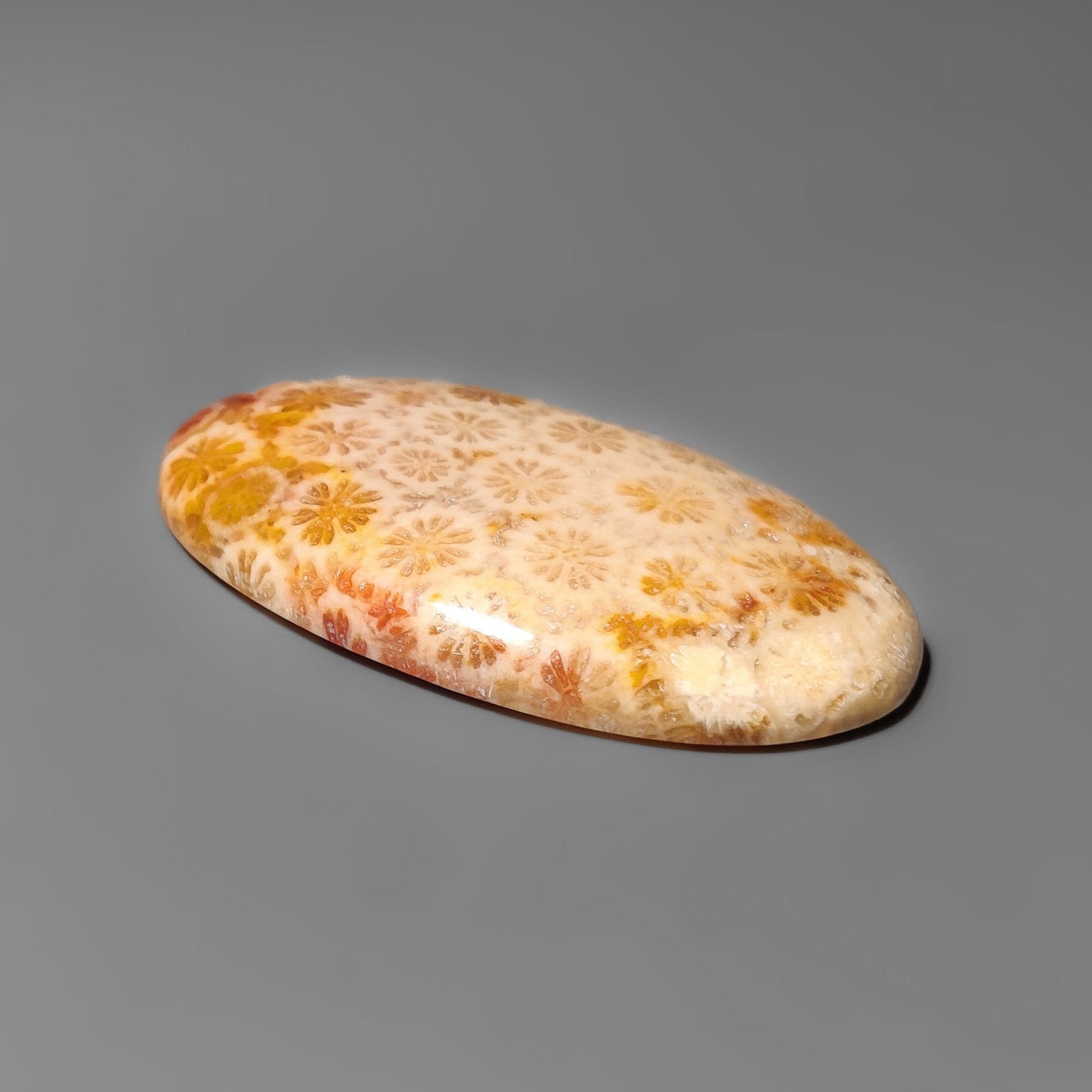 Fossil Coral