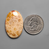 Fossil Coral