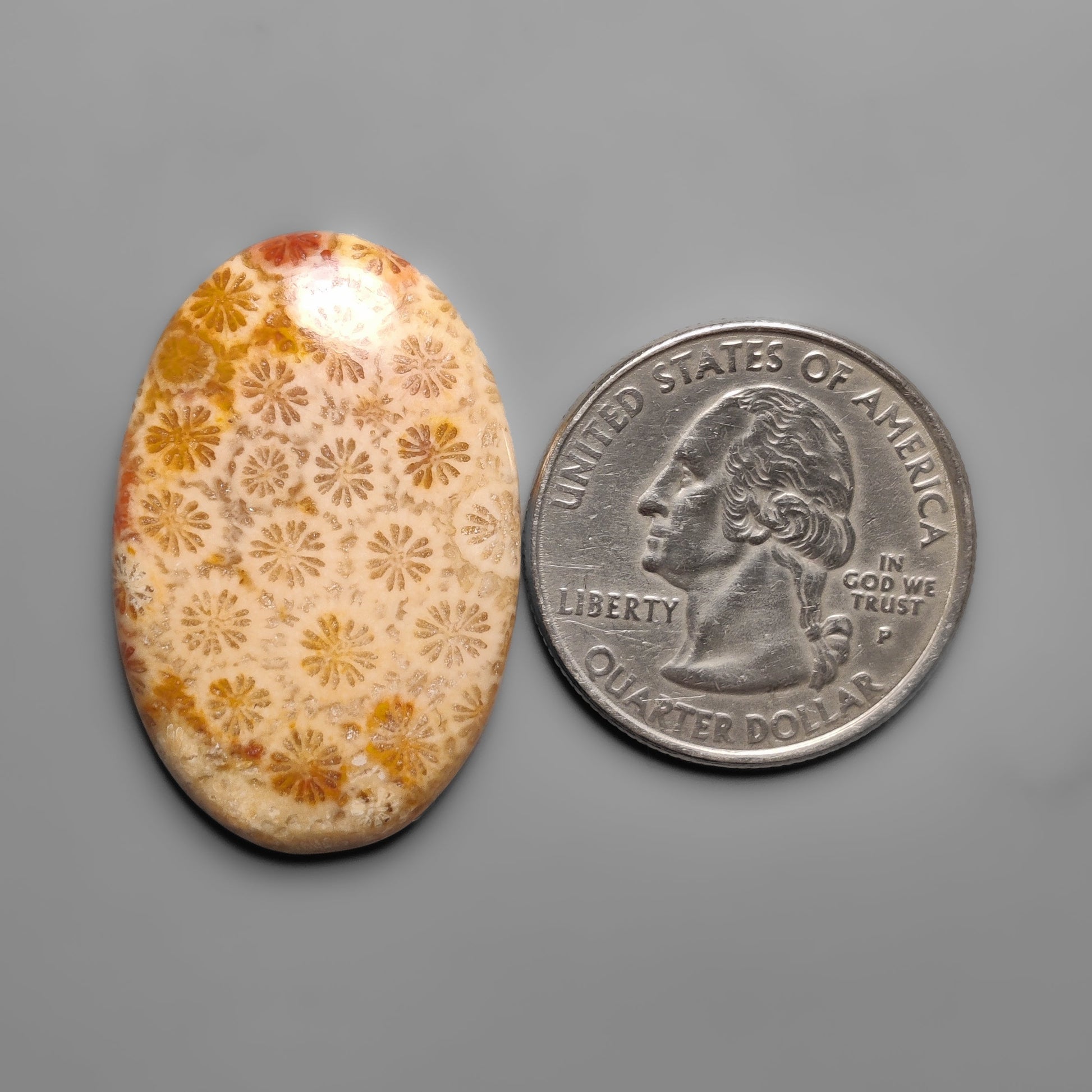 Fossil Coral