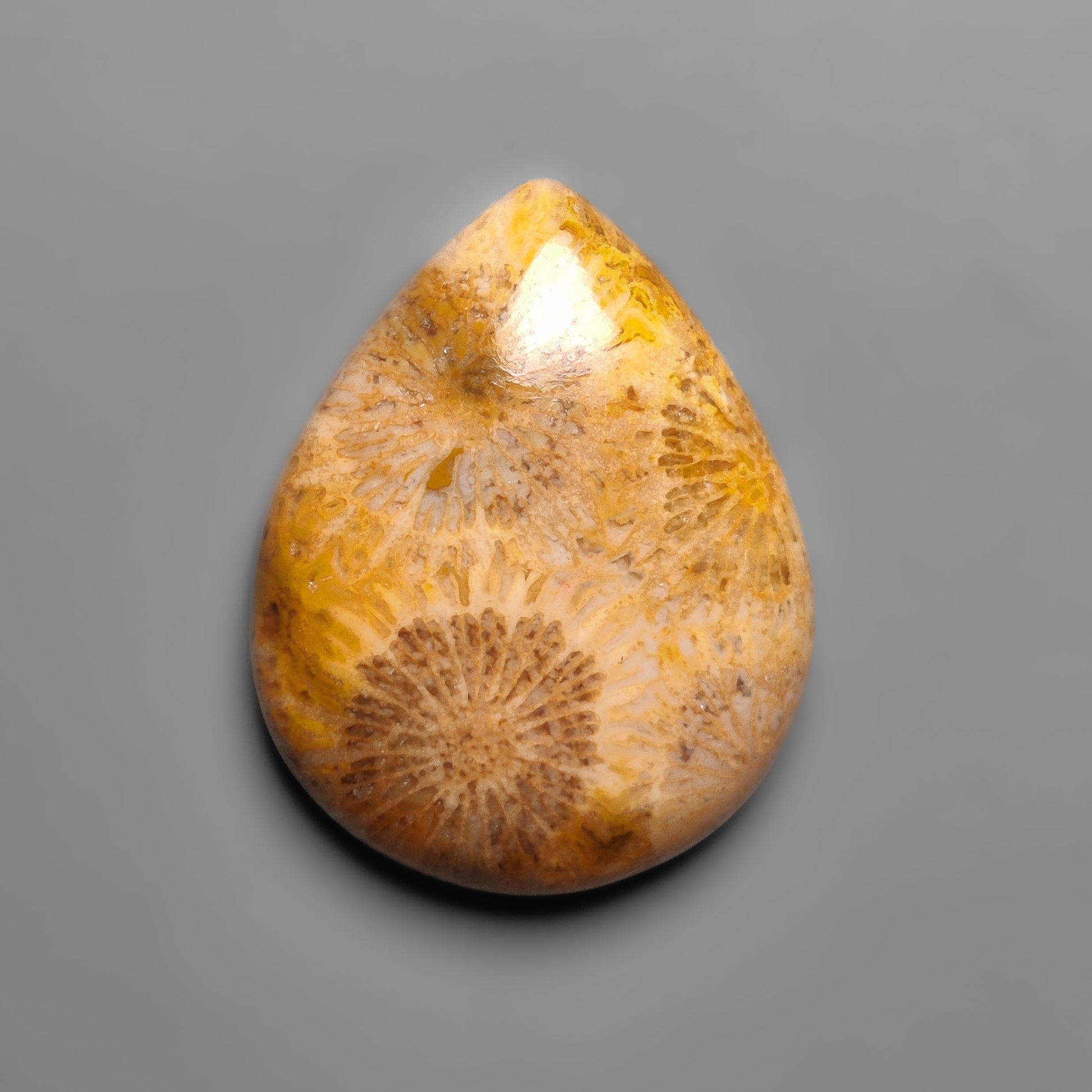 Fossil Coral