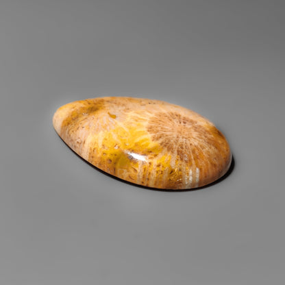 Fossil Coral