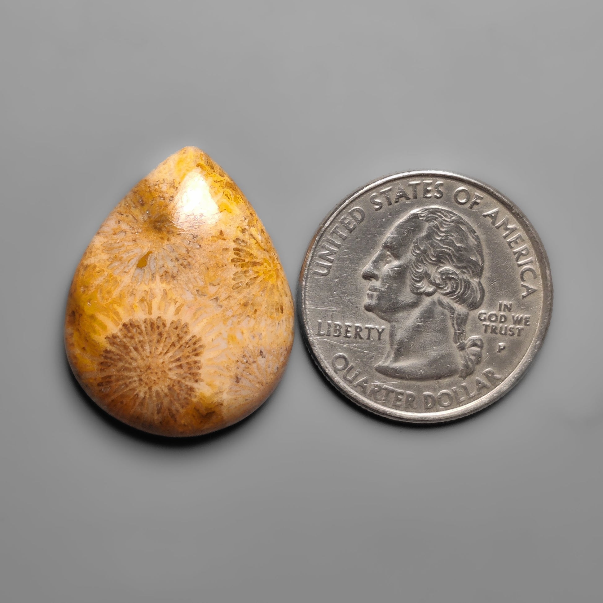 Fossil Coral