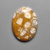 Fossil Coral