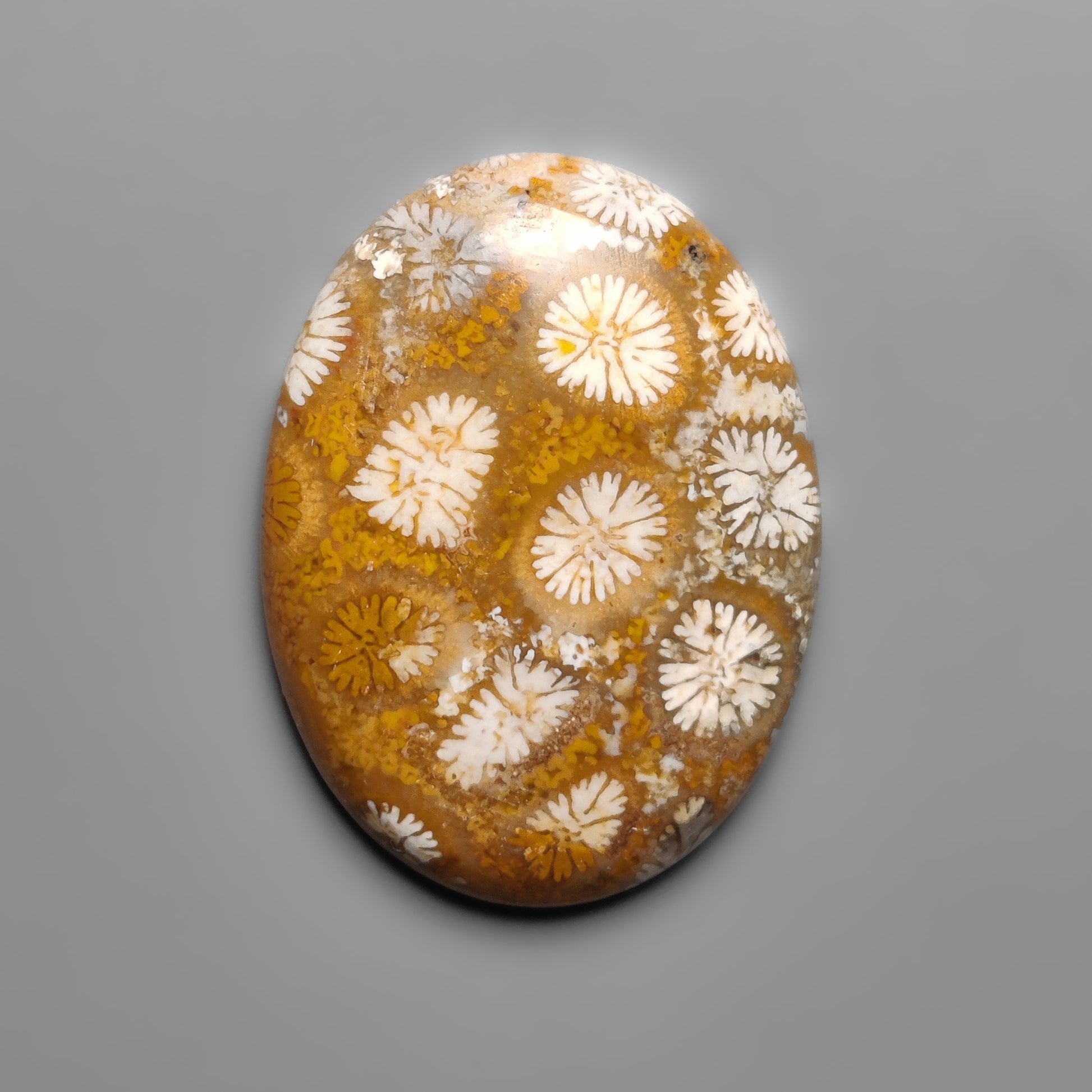 Fossil Coral