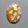 Fossil Coral