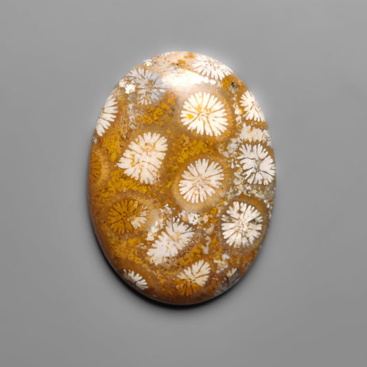Fossil Coral