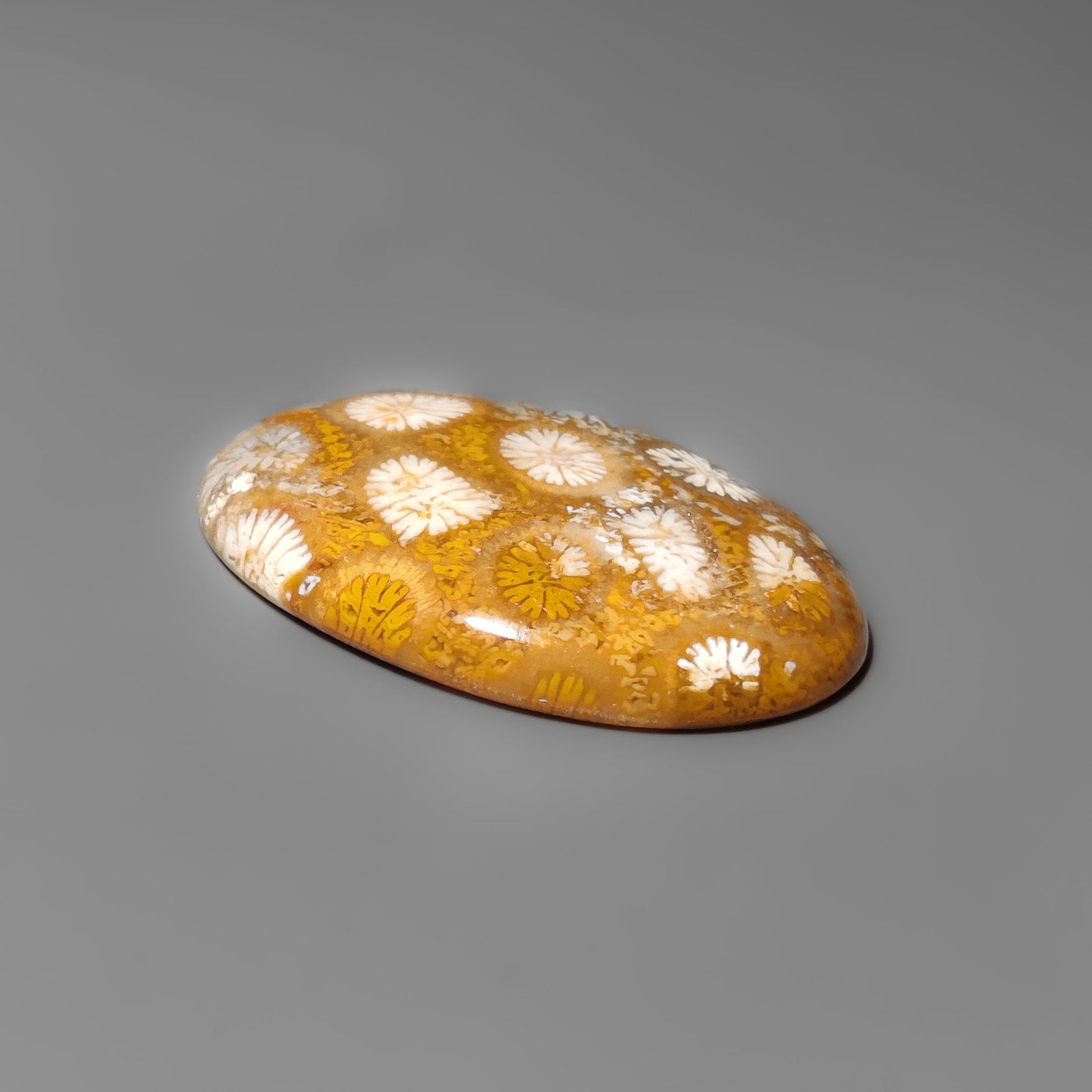 Fossil Coral