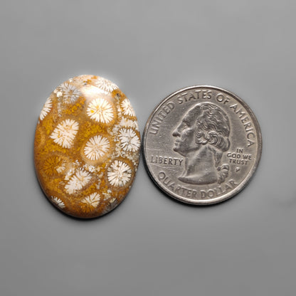 Fossil Coral