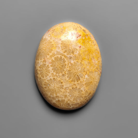 Fossil Coral