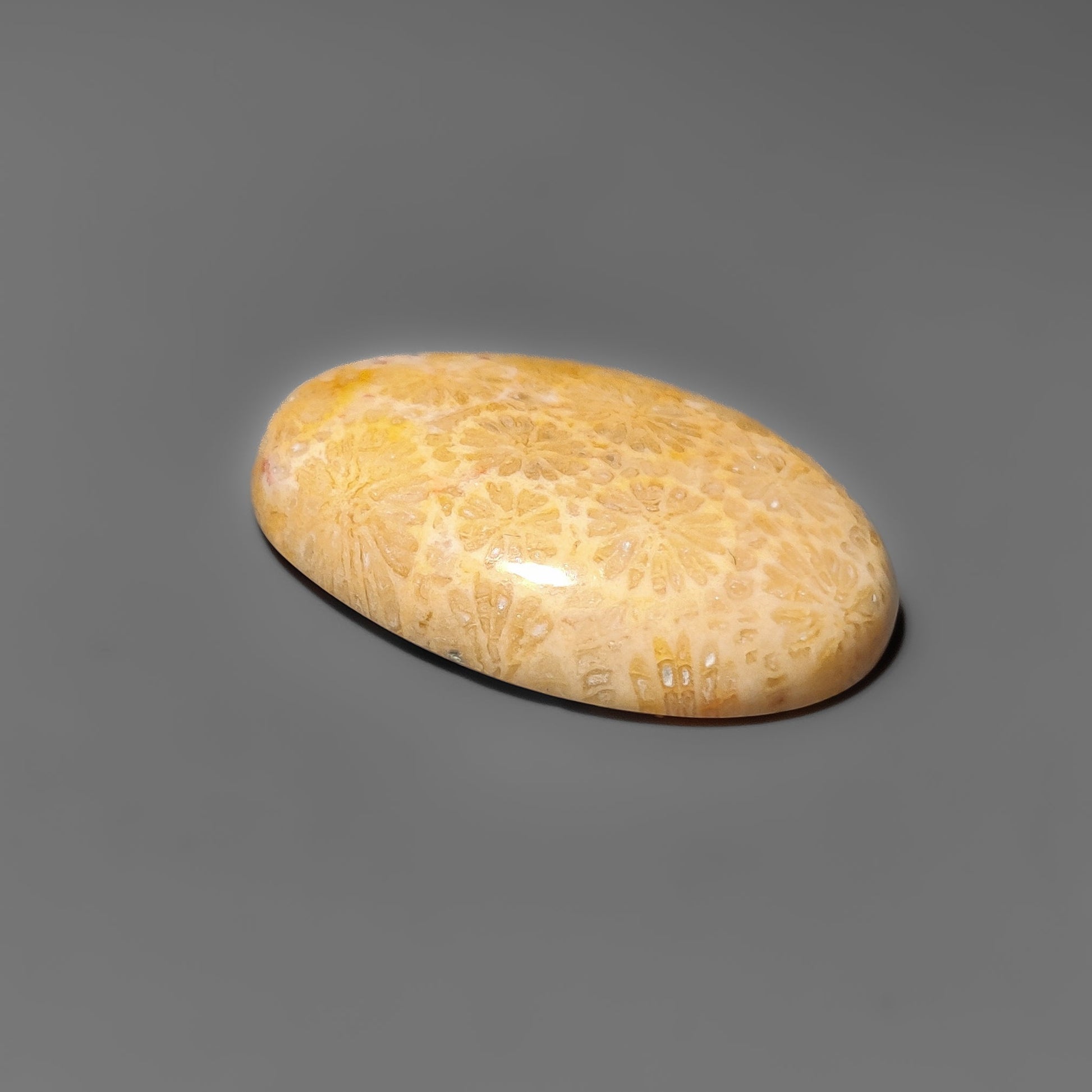 Fossil Coral
