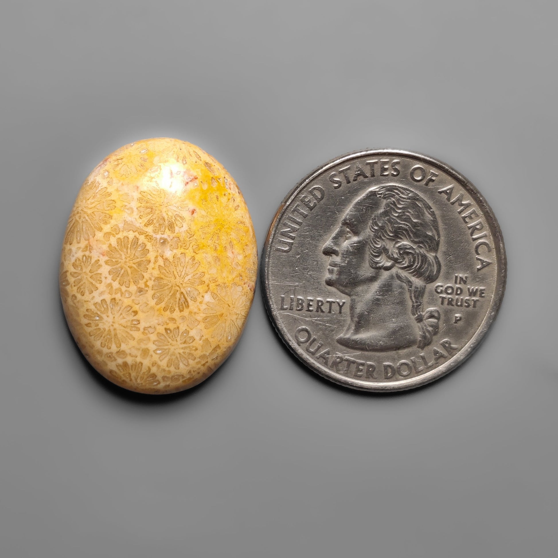 Fossil Coral