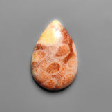 Fossil Coral