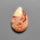 Fossil Coral