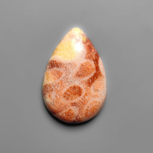 Fossil Coral