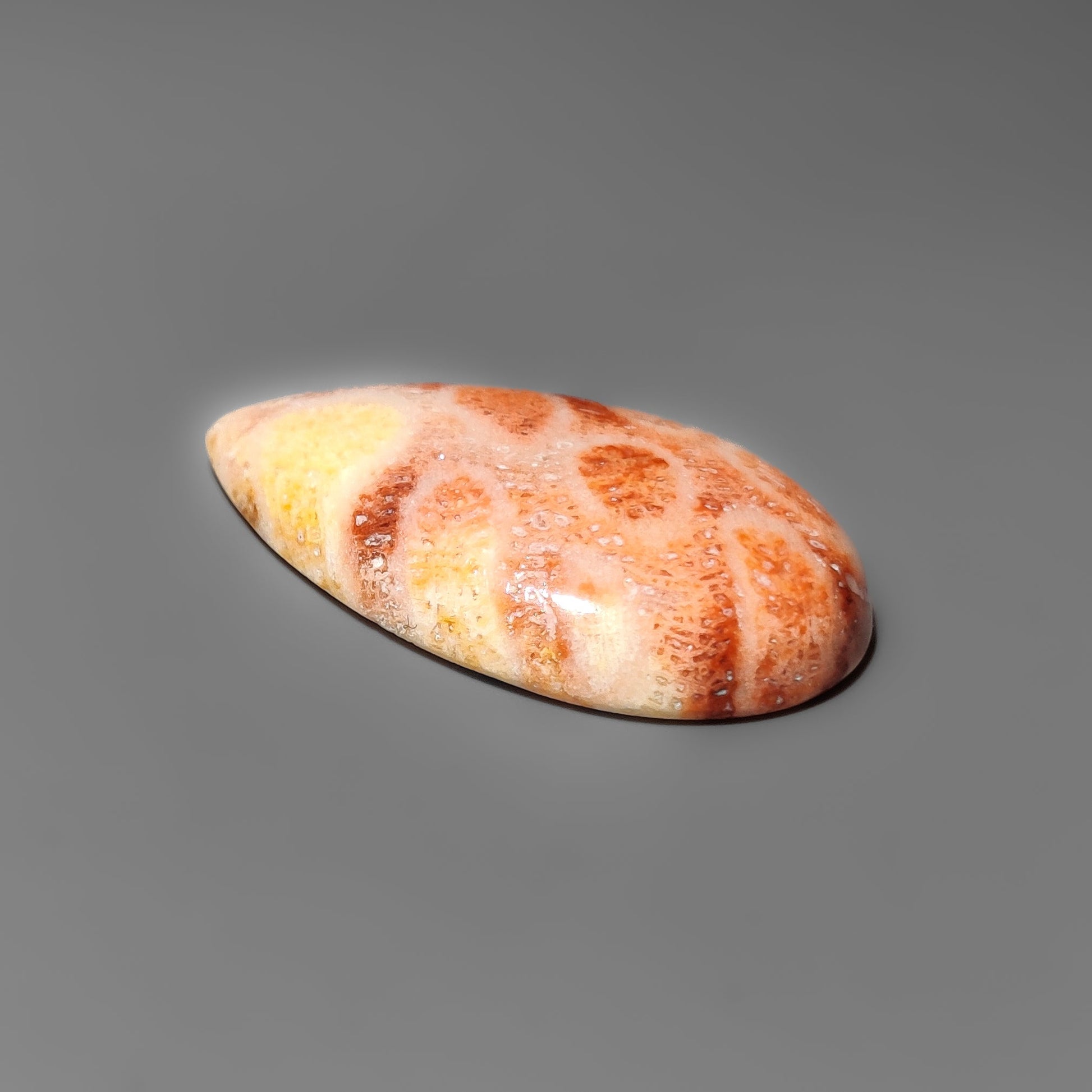 Fossil Coral