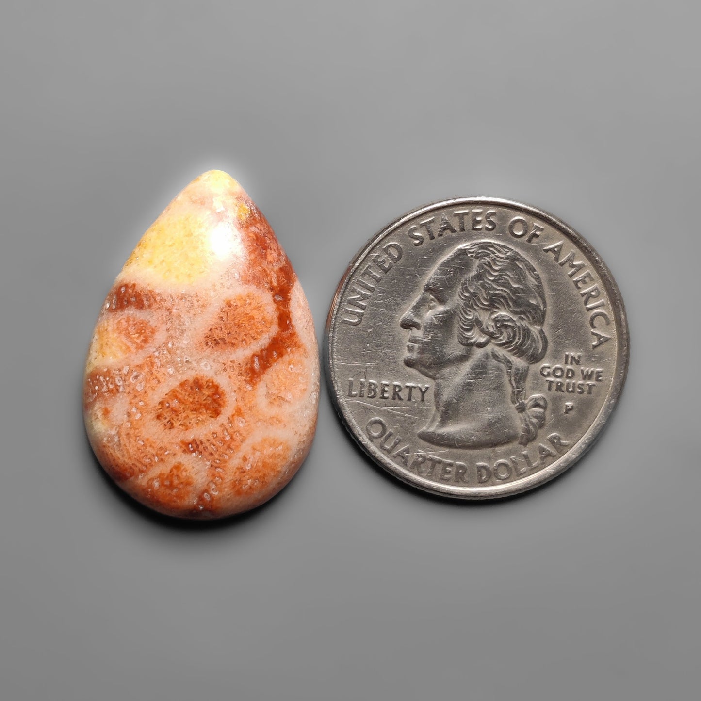 Fossil Coral