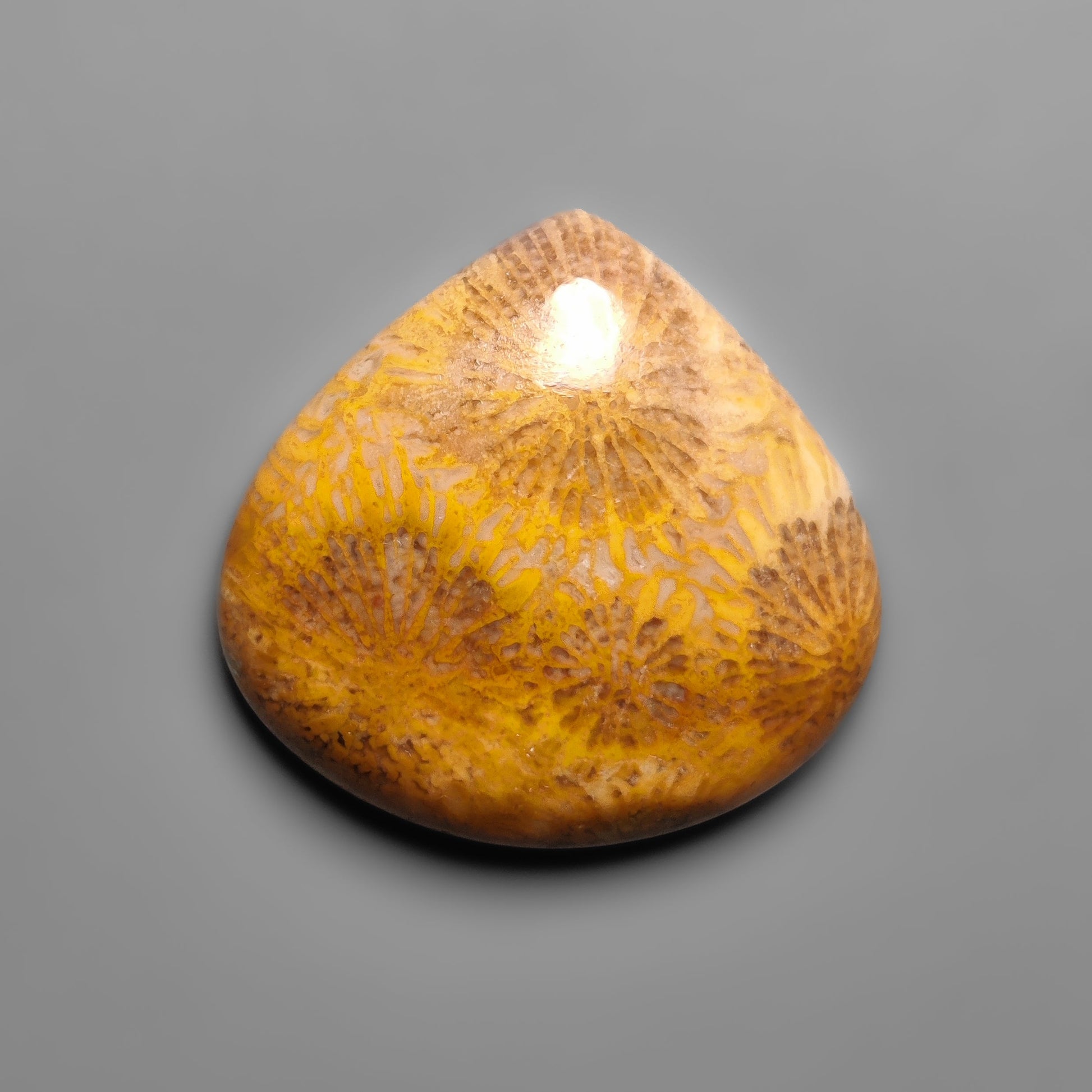 Fossil Coral