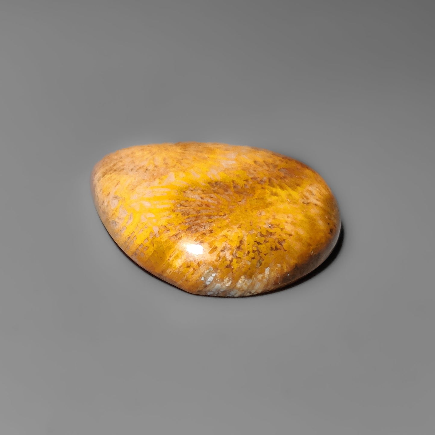 Fossil Coral