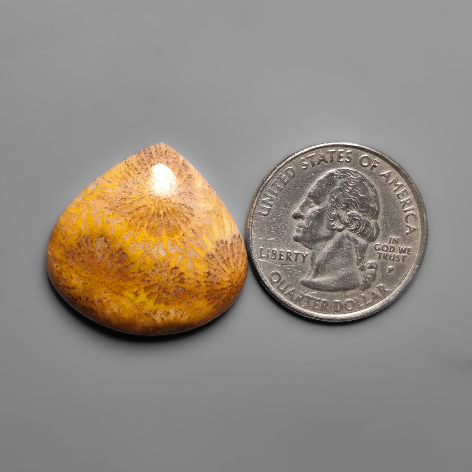 Fossil Coral
