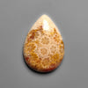 Fossil Coral