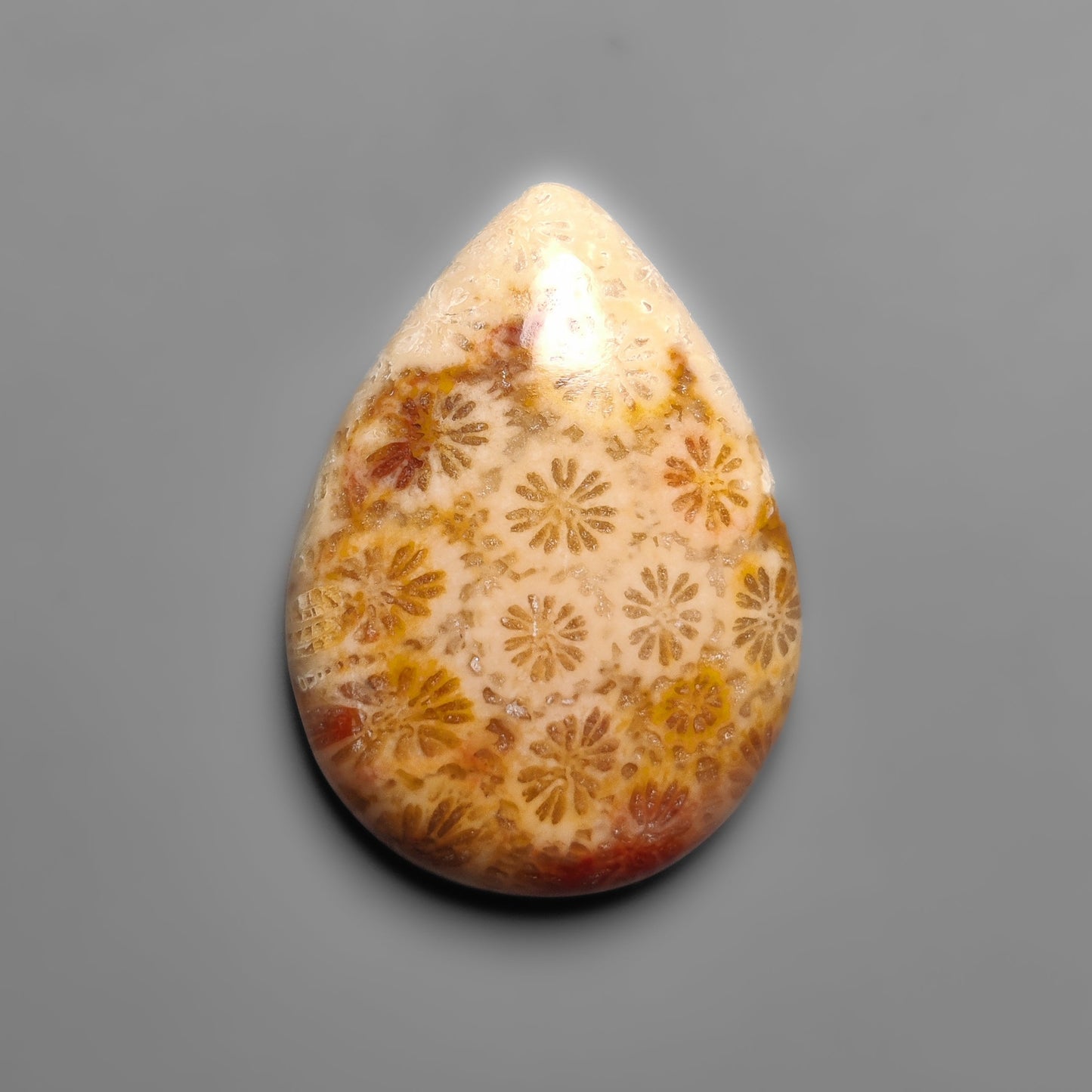 Fossil Coral