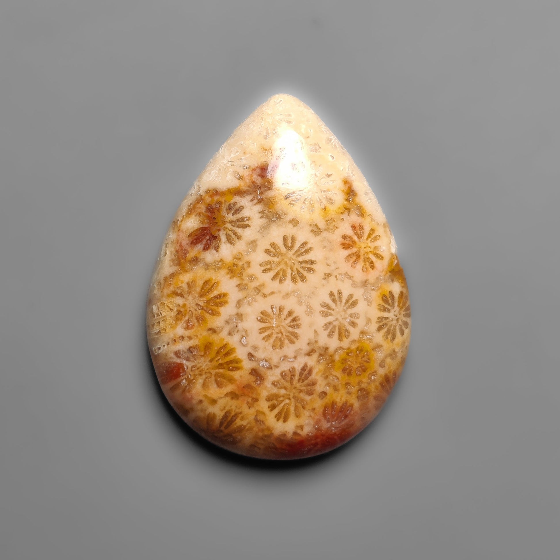 Fossil Coral