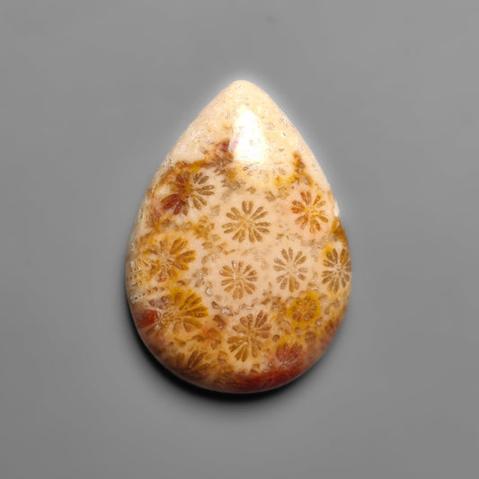 Fossil Coral