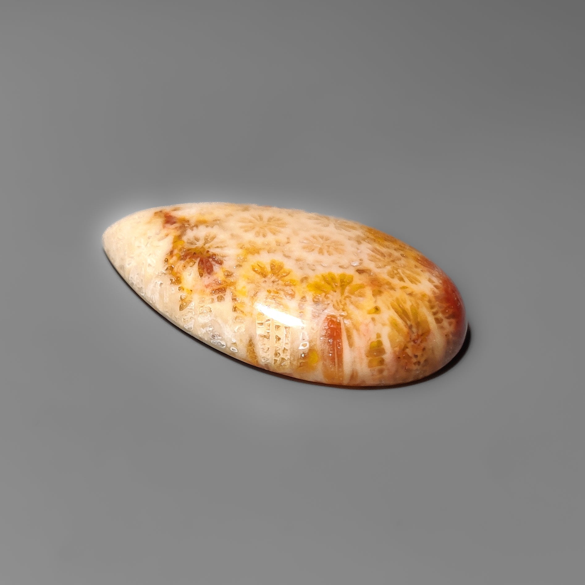 Fossil Coral