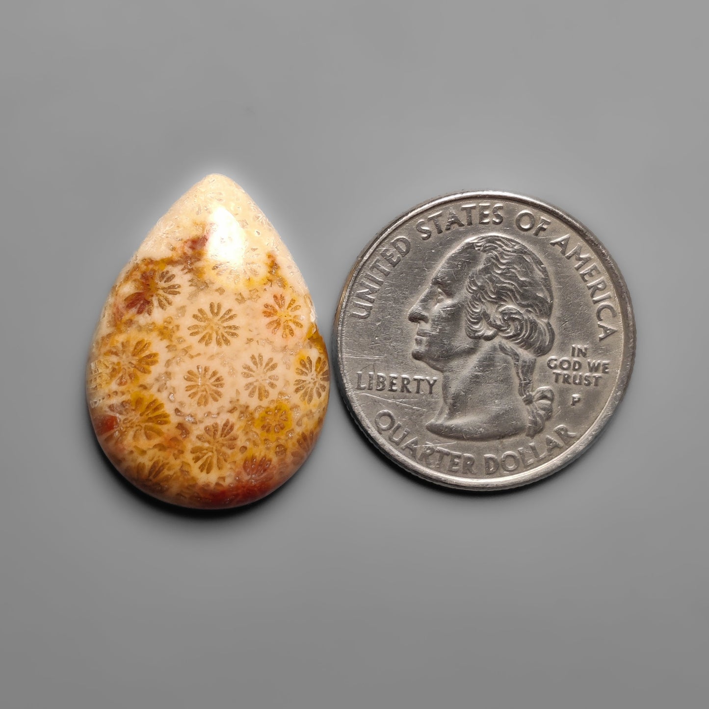 Fossil Coral