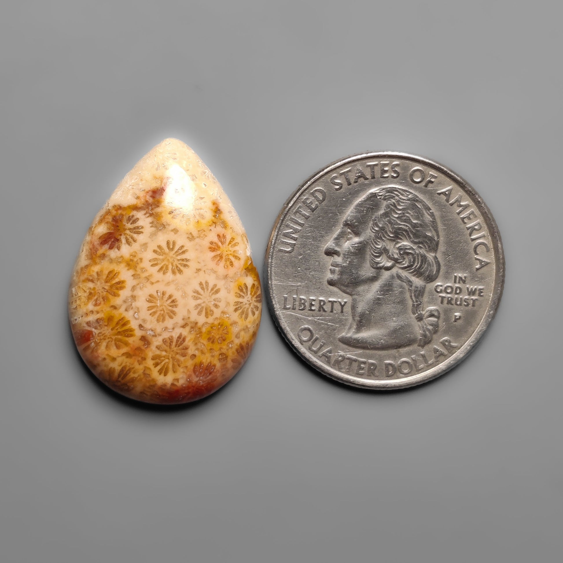 Fossil Coral