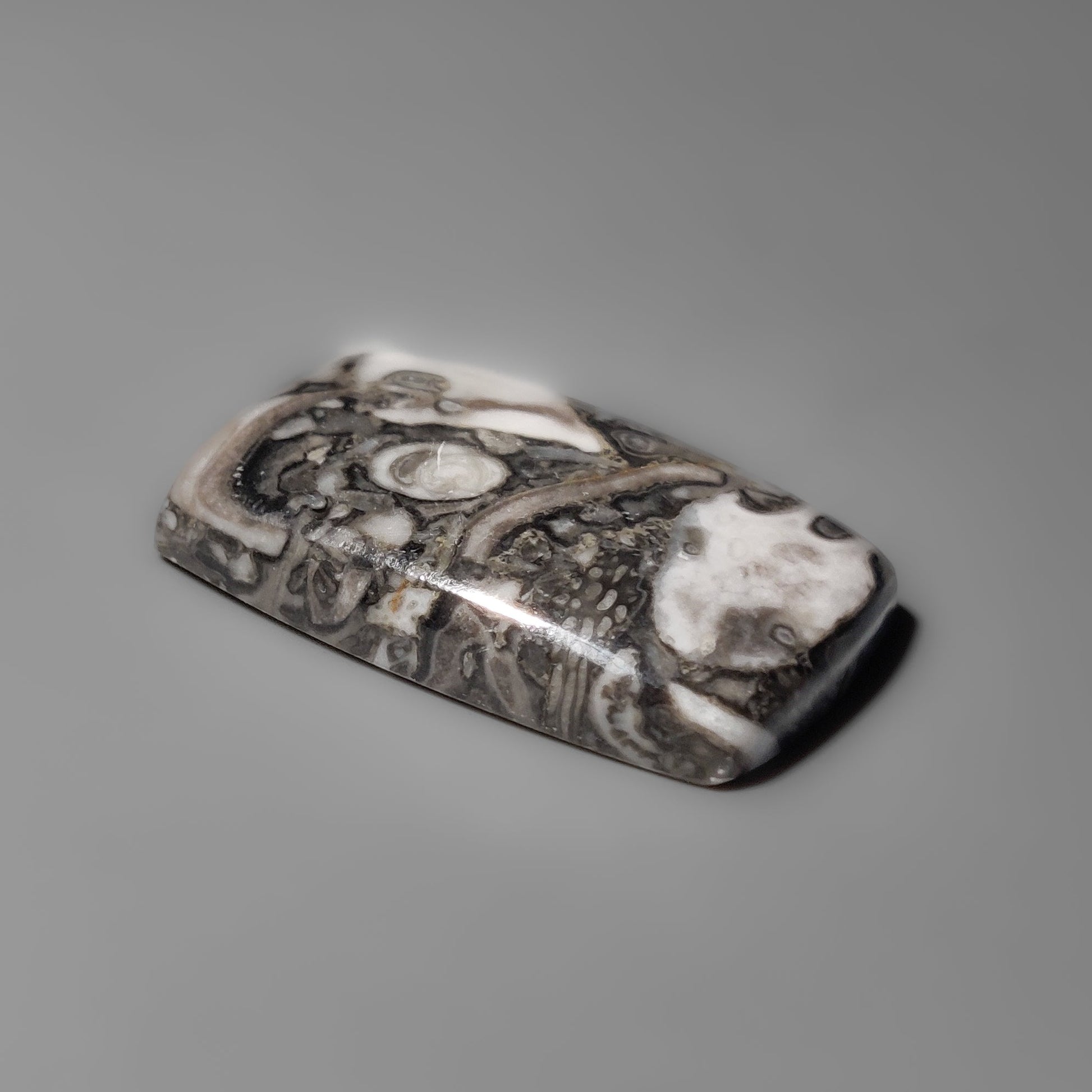 Orthoceras Fossil