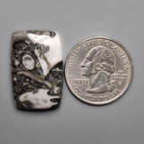 Orthoceras Fossil