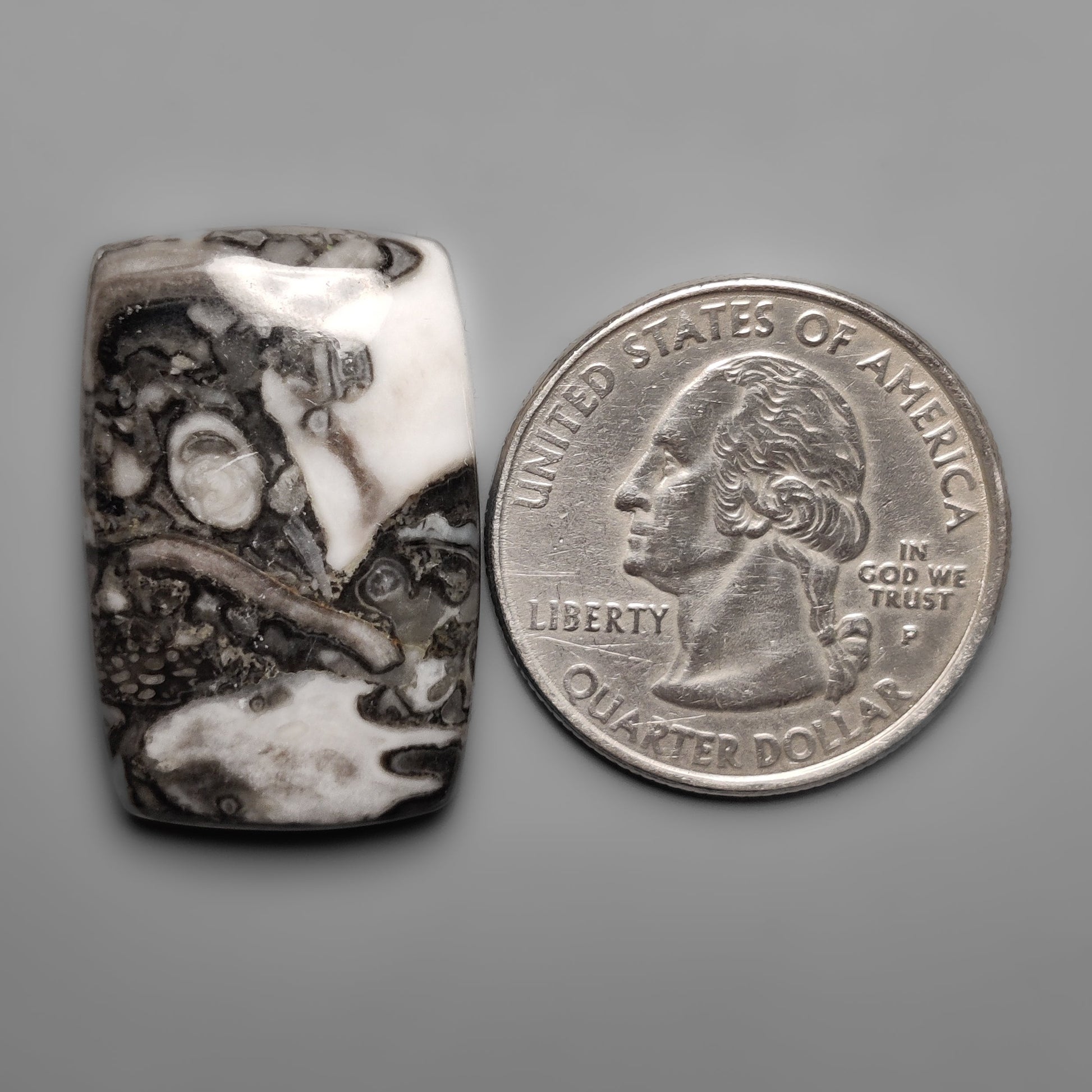 Orthoceras Fossil