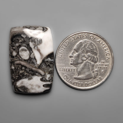 Orthoceras Fossil